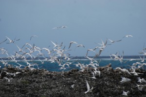風上に向かって飛翔するベニアジサシとエリグロアジサシの群れ＝２５日、池間島（撮影・伊良波彌記者）