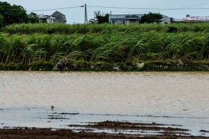 台風の影響による雨で畑にも水たまりが多く見られた＝６日、西仲宗根