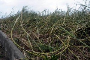 台風の暴風で横倒しとなったサトウキビ＝２９日、城辺比嘉