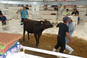 子牛１頭平均３８万９０００円の高値が付いた宮古本島の９月期競り＝１９日、ＪＡおきなわ宮古家畜市場