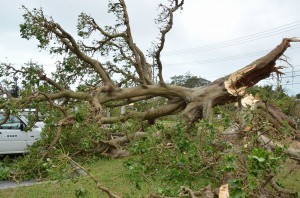 台風17号の強風で真っ二つに折れたデイゴの大木＝２９日、下地福祉センター