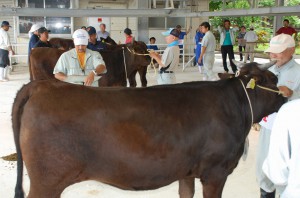 各地区を代表する優良牛が一堂に並び審査を受けた畜産共進会＝１４日、ＪＡおきなわ宮古家畜市場