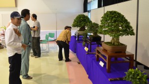 展示会を前に行われた審査で入賞８作品を決定。会場では個性豊かな盆栽作品が展示されている＝27日、宮古島市中央公民館