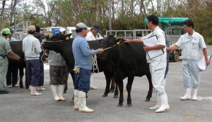 宮古代表牛を選出するための最終審査が行われた＝１８日、ＪＡおきなわ宮古家畜市場
