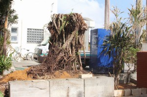 台風17号で倒壊した状態のガジュマル＝４日、市平良下里