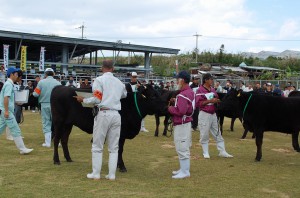 開会式の後、部門別に共進会出品牛の審査会が開かれた＝８日、糸満市、南部家畜市場