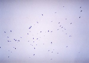 大空を舞うサシバの群れ（資料写真）
