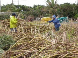 製糖操業の開始を前に収穫作業に励む生産農家＝７日、平良西里