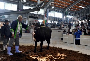 ２０１３年上場の１番牛をひく下地敏彦市長。この日の初競りは販売額２億３０００万円の大商いだった＝19日、ＪＡおきなわ宮古家畜市場