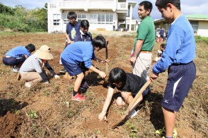 栽培した紫イモを収穫する生徒たち＝30日、福嶺中学校の畑