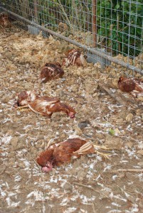かみ殺された鶏＝13日、上野豊原の養鶏場