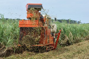 申込件数が全体収穫面積の55％に達しているハーベスターによる機械刈り＝11日、平良西仲宗根