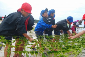 手際よく養殖アーサを収穫する子どもたち＝13日、平良の大浦湾