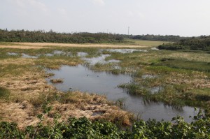 保全のあり方が検討されている池間湿原