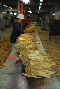 乾燥した葉の選別・梱包作業をする職員たち＝28日、城辺の共同乾燥施設