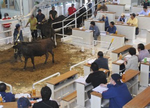 高値取引が続く肉用牛競り。１２年度の販売額は２７億２２００万円に上った＝１９日、ＪＡおきなわ宮古家畜市場