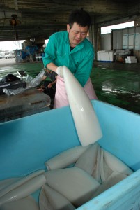ソデイカの白身の出荷準備作業をする職員＝２日、宮古島市漁協