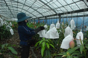 マンゴーの袋掛け作業が一部の農園で行われている＝17日、市内の農園