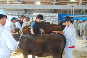 各支部から選抜された子牛が厳正な審査を受けた＝13日、ＪＡおきなわ宮古家畜市場