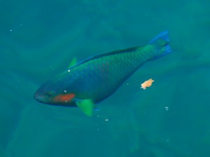 体色が鮮やかな青色のイラブチャー＝25日、佐良浜漁港の浮き桟橋