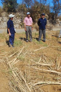 高良副知事（右）らは、夏植えと株出しのキビが倒れた被害畑などを視察した＝15日、城辺