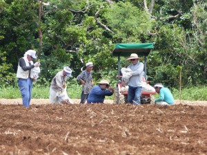 区が所有するサトウキビ畑で共同の植え付け作業を行う住民の皆さん＝多良間村土原区