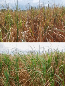 写真上は干ばつ被害を受け枯れかかったサトウキビ＝８月１３日、写真下は台風１２号の恵みの雨で緑が戻ったサトウキビ＝３１日、上野