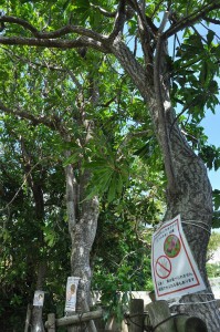 オキナワキョウチクトウの木に注意文書が取り付けられた＝17日、盛加越公園