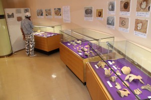 発掘調査による出土品などを展示している「発掘調査速報展」＝３日、市総合博物館特別展示室