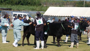 県畜産共進会開会式の後、部門別の出品牛の審査会が行われた＝８日、糸満市の南部家畜市場
