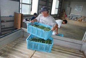 緑の濃いみずみずしいゴーヤーが搬入された＝１日、ＪＡおきなわ上野集荷場