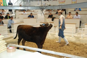 過去最高の価格で取り引きされた11月肉用牛競り＝19日、ＪＡおきなわ宮古家畜市場