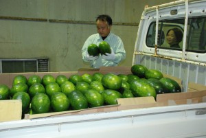緑の濃い高品質のトウガンを納入する農家＝10日、上野野菜集荷場