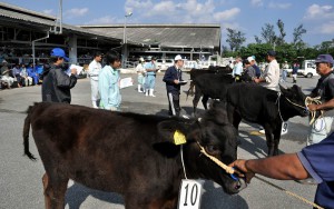 各地区で選抜された子牛が厳しい審査を受けた＝５日、ＪＡおきなわ宮古家畜市場