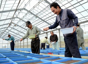 生産農家らが豊作を願って丁寧に種をまいた＝４日、伊良部葉たばこ共同乾燥施設内のハウス