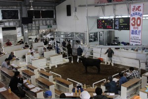 年間の販売額が初めて30億円を達成した肉用牛競り。達成を祝う垂れ幕も掲げられた＝８日、ＪＡおきなわ宮古家畜市場
