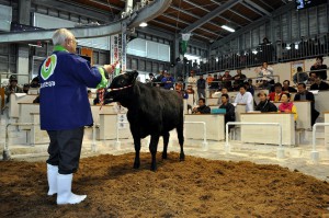 子牛１頭平均４８万２０００円の高値が付いた初競り＝１９日、ＪＡおきなわ宮古家畜市場