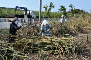 操業開始を控えサトウキビの収穫作業をする農家＝７日、城辺砂川