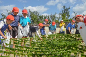 アーサの収穫体験をする児童ら＝１７日、大浦湾