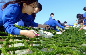 生徒たちがはさみで丁寧にアーサを収穫した＝２７日、大浦湾アーサ養殖場