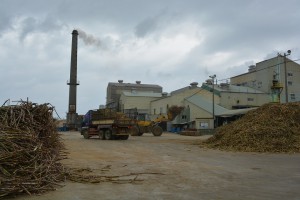 製糖操業は順調に推移している＝１２日、宮古製糖伊良部工場
