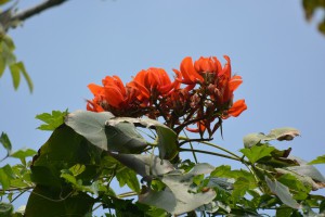紅色の花を咲かすメキシコデイゴ＝８日、大野山林（撮影・伊良波彌記者）