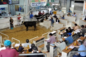 13年度最後の３月期肉用牛競りも高値取引が成立した＝19日、ＪＡおきなわ宮古家畜市場