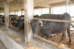 肥育技術が向上し肉質の良い和牛が生産されている＝29日、平良狩俣のＪＡおきなわ宮古肥育センター