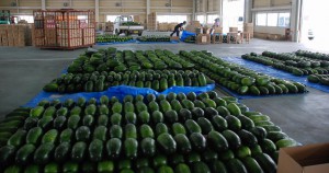 トウガンの緑が一面に映えている＝２８日、ＪＡおきなわ宮古地区農産物集出荷場
