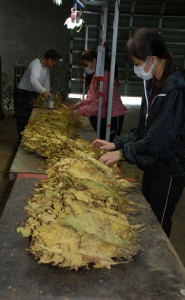 乾燥した葉の選別・梱包作業をする職員たち＝２日、城辺の共同乾燥施設