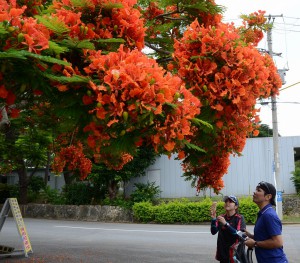 訪れる人たちを魅了しているホウオウボク＝３１日、宮古島市熱帯植物園入り口