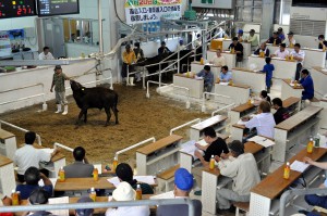 肉用牛が子牛の高値を背景に販売額を伸ばした（資料写真）