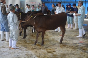 審査委員らは出品牛を厳正に審査していた＝１６日、ＪＡおきなわ宮古家畜市場