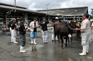 県畜産共進会の宮古島市開催が決まった＝（写真は先月２５日に開かれた市畜産共進会の様子）